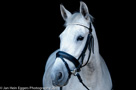 Black series portretten paarden